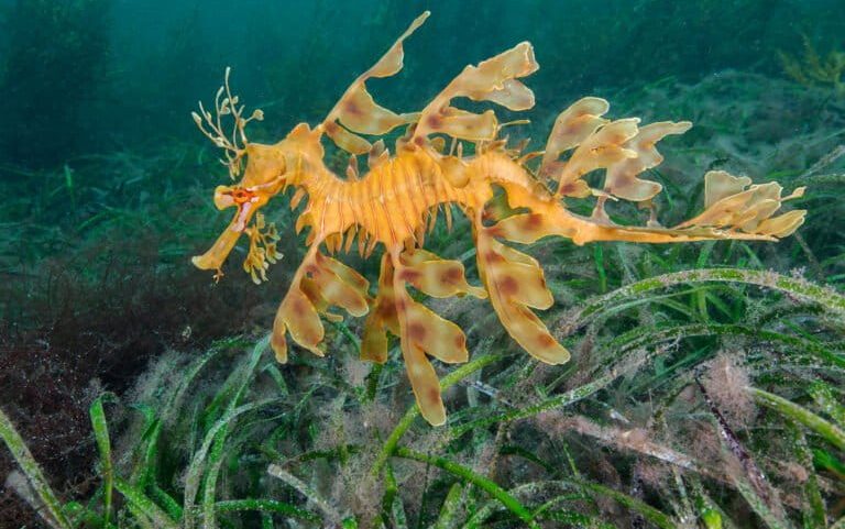 Pradarias de ervas marinhas da Austrália sob pressão pelo aquecimento global