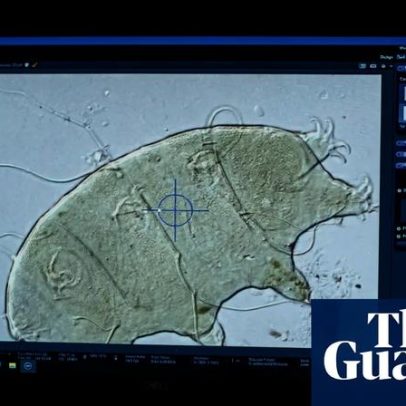 Caça ao tardígrado: avanço na sequência do DNA de toda a vida