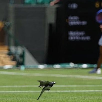 Wimbledon: bunkers tecnológicos, aves interrompem jogo e recordes de saque