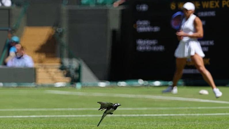 A wagtail stops play during Madison Keys’ match against Katie Swan.