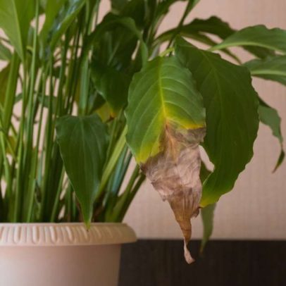 Pontas secas nas folhas da planta: causas comuns