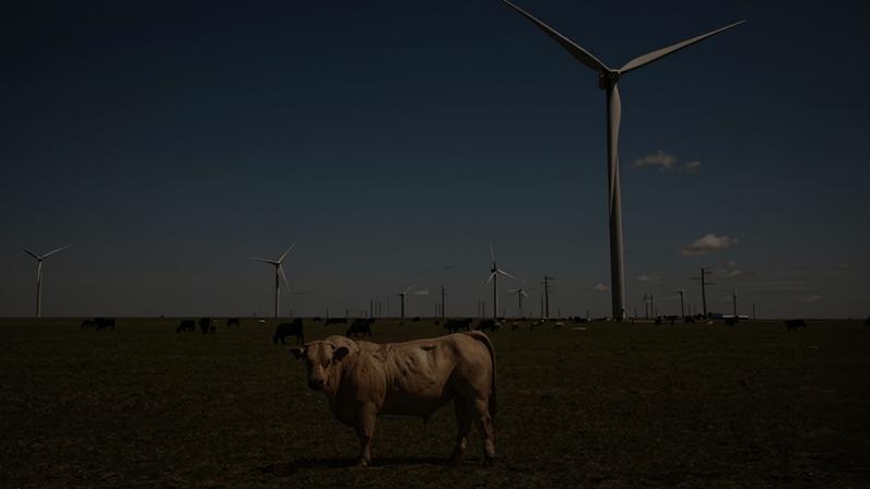 Cows stand in a field near a wind farm along Route 66 in Groom, Texas.