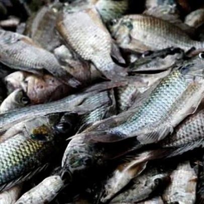 Pescadores tailandeses sofrem com invasor voraz que devora camarão e caranguejo