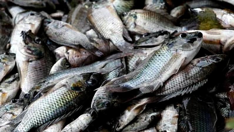 Pescadores tailandeses sofrem com invasor voraz que devora camarão e caranguejo