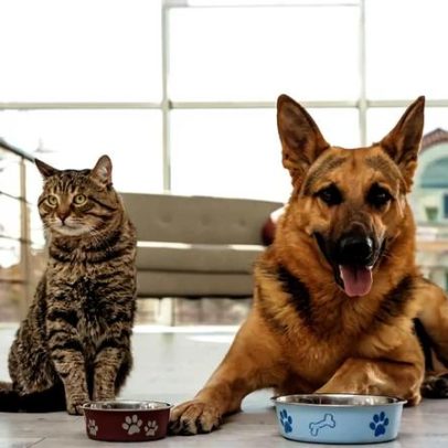 Cremação e incineração de animais de estimação: diferenças técnicas