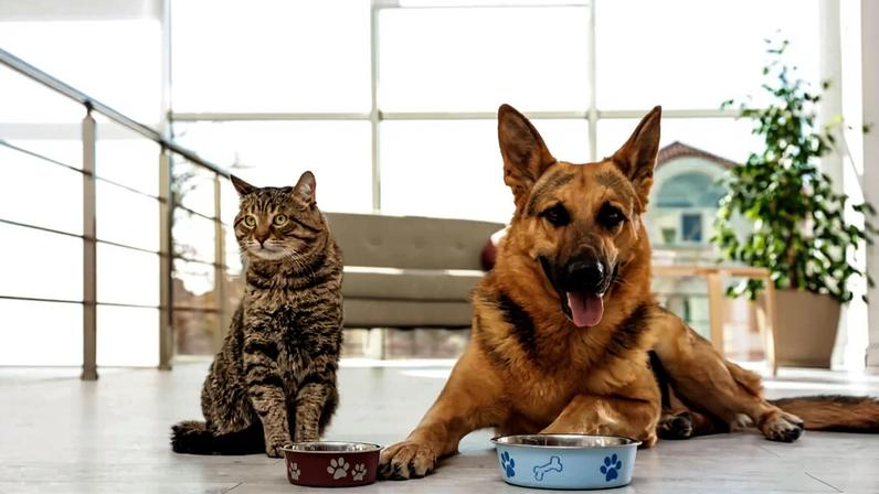 Cremação e incineração de animais de estimação: diferenças técnicas