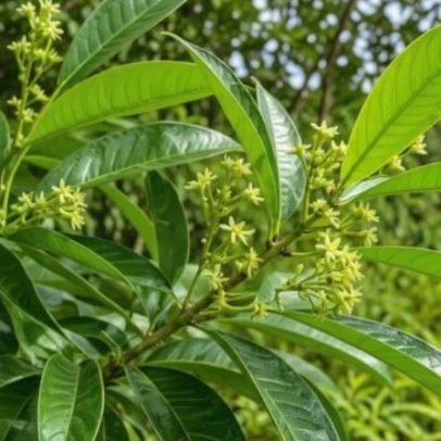 Banco vivo de Jaborandi: planta brasileira com valor medicinal e desafios de conservação