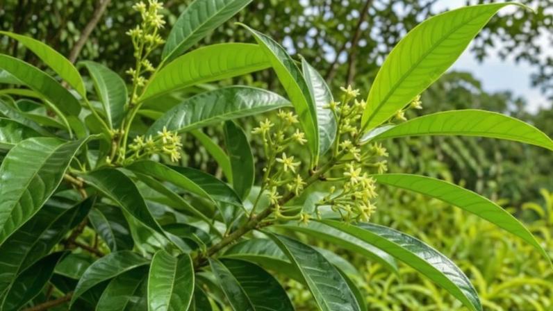 Banco vivo de Jaborandi: planta brasileira com valor medicinal e desafios de conservação