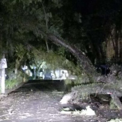 Árvore cai em rua do Moinhos de Vento e bloqueia o trânsito em Porto Alegre