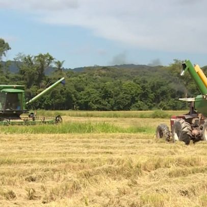 Produtores de arroz enfrentam dificuldades mesmo com demanda em alta