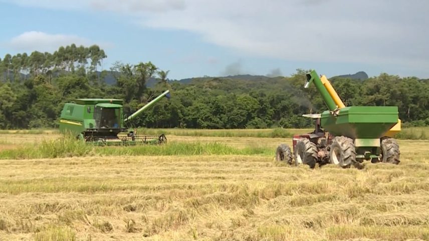 Máquinas agrícolas operam em uma lavoura de arroz durante a colheita. Em primeiro plano, um trator com carreta transporta os grãos, enquanto outra colheitadeira trabalha ao fundo. A plantação se estende por uma área ampla, cercada por árvores e vegetação.