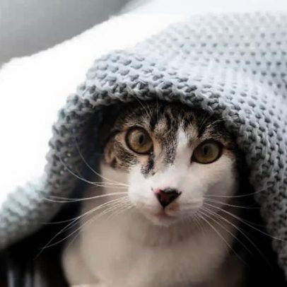 Cuidados essenciais para manter seu pet protegido nos dias frios