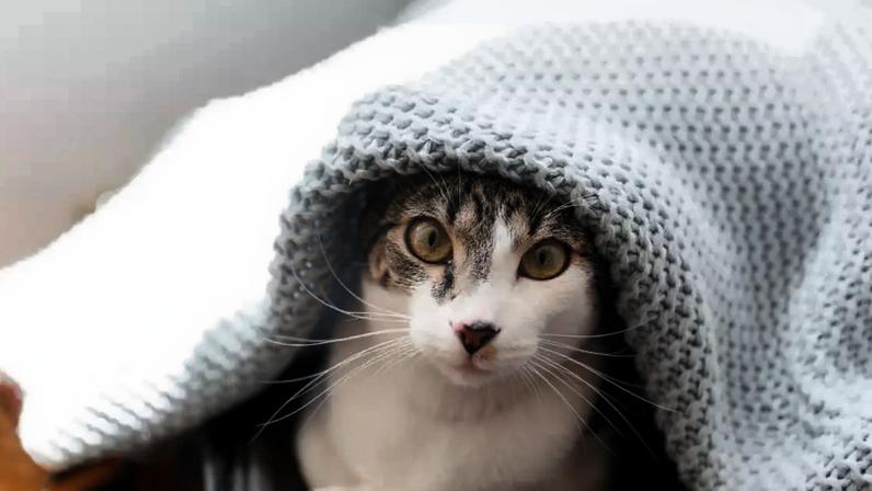 Cuidados essenciais para manter seu pet protegido nos dias frios