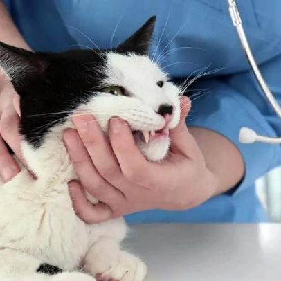 Síndrome do gato nervoso: alerta para sinais que não devem ser ignorados