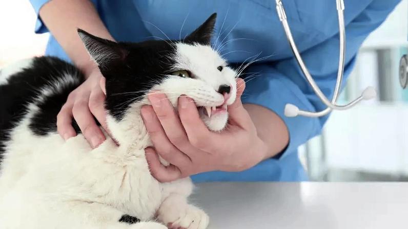 Síndrome do gato nervoso