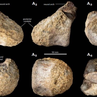 Fóssil guardado por décadas é o primeiro osso de dinossauro da Antártica
