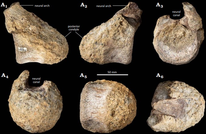 Estudo do fóssil contribui para a compreensão da dispersão dos dinossauros nos continentes do sul