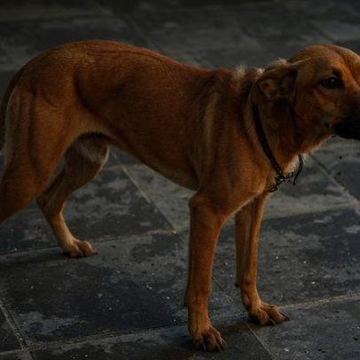 Homem é preso por maus-tratos a cães em Irajá, Rio