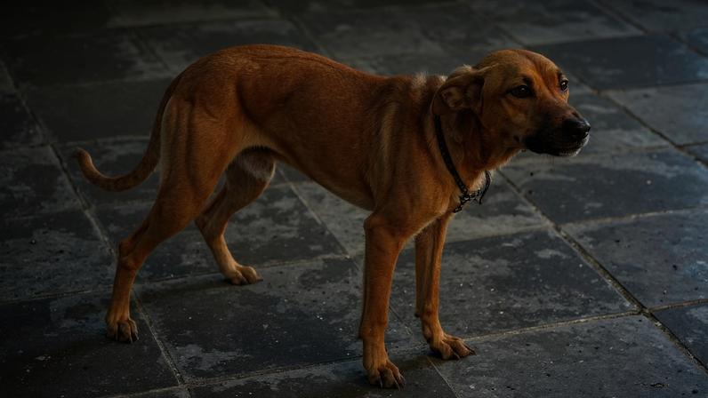 Animais estavam abandonados, sem água ou alimentos disponíveis