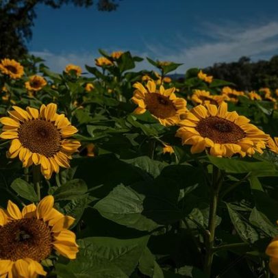 Joinville sedia 9ª edição do Festival dos Girassóis com 30 mil flores