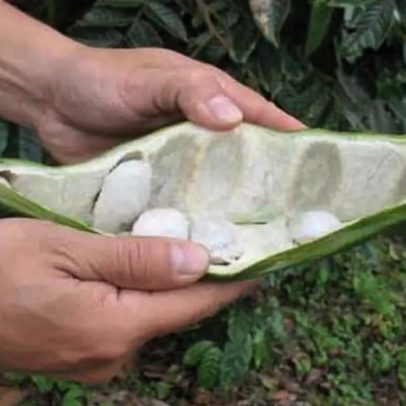 Ingá, o fruto brasileiro conhecido como feijão-doce
