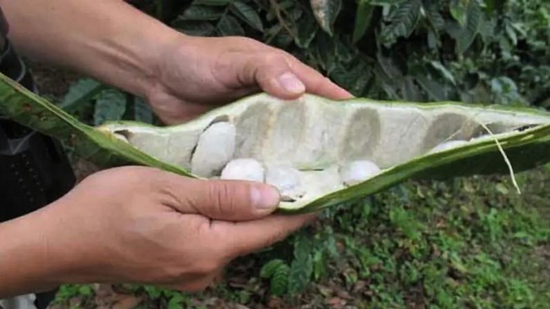 Ingá, o fruto brasileiro conhecido como feijão-doce