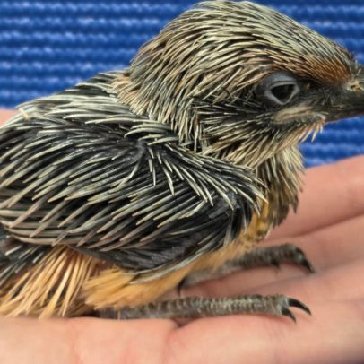 Espécie quase extinta retorna à natureza graças ao aviário de Pittsburgh