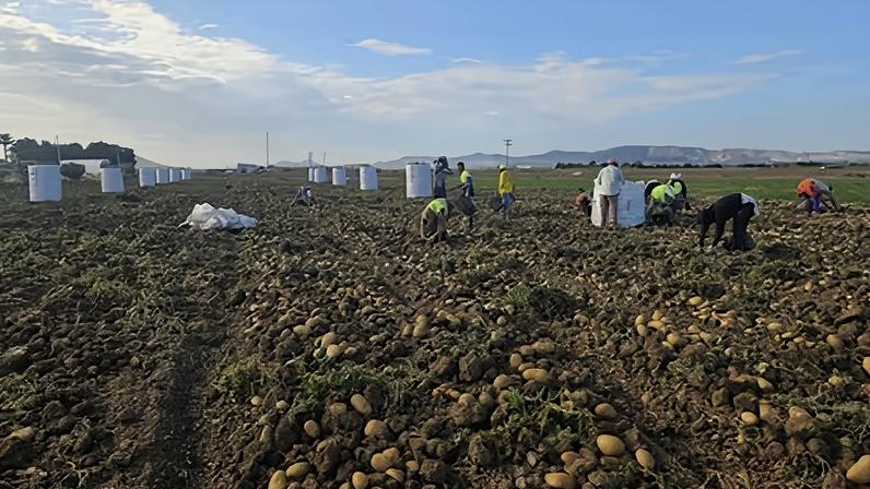Imagen de la campaña de recogida de patata en Campo de Cartagena.