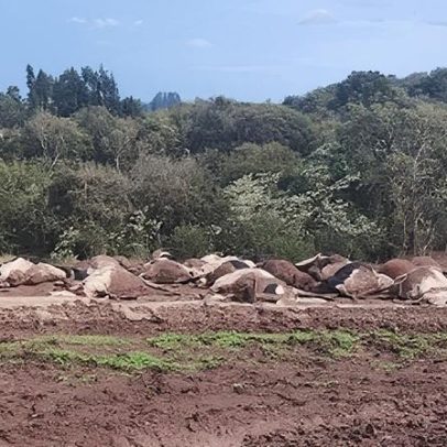 Chuva elétrica mata mais de 30 vacas em Santa Catarina