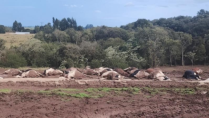 Vacas foram mortas por uma descarga atmosférica