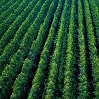 Brasil puxado pelo agro pode ter florestas equivalentes a duas Suíças até 2035