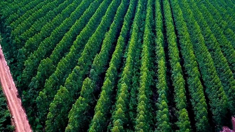 Eucalipto para secar o grão: avanço do etanol de milho, já 22% da produção nacional, transforma o agro em investidor de florestas plantadas. (AVB/Divulgação)