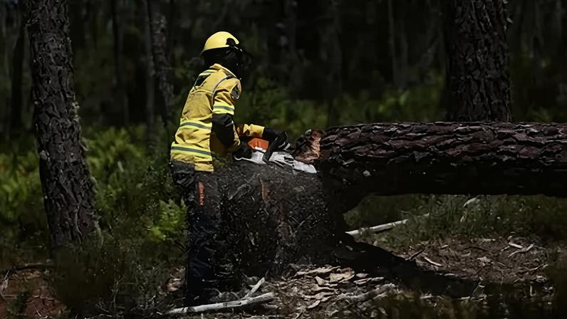 Agentes portugueses removem árvores mortas durante operações de prevenção de incêndios florestais nos arredores de Leiria