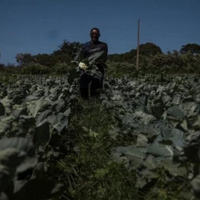 Agro do DF mantém patamar histórico e movimenta R$ 5,8 bi em 2025