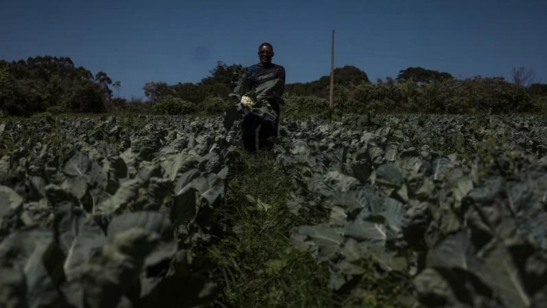 Agro do DF mantém patamar histórico e movimenta R$ 5,8 bi em 2025