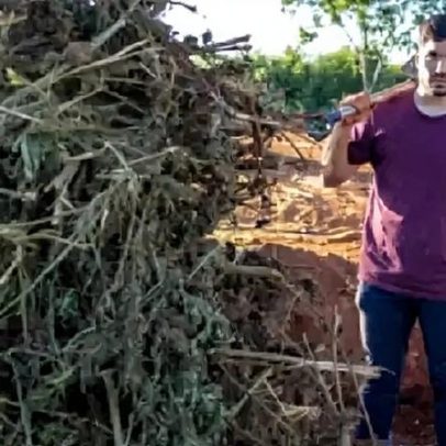 Ceará: pés de maconha são enterrados após ação policial, diz deputado