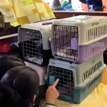 McDonald's na Venezuela vira hospital veterinário após terremotos
