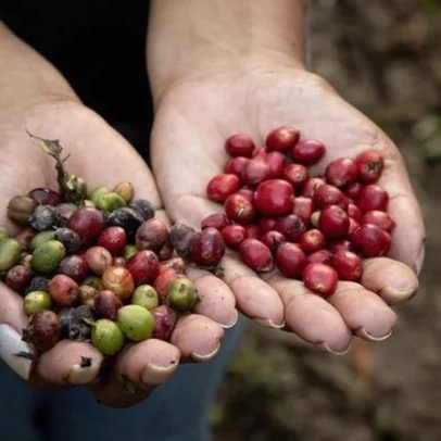 Crédito e políticas públicas são gargalos na expansão dos SAFs na Amazônia