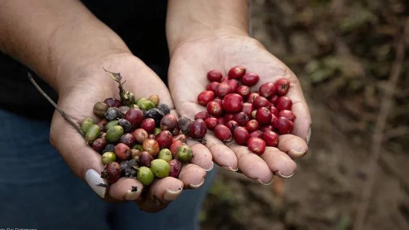 Os sistemas agroflorestais (SAFs) integram espécies florestais e agrícolas, aumentando a resiliência da produção diante das mudanças climáticas (Apuí Agroflorestal/Divulgação)