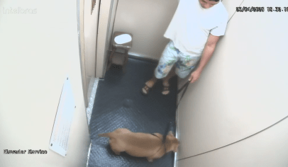 Homem é indiciado por matar cachorro afogado em Copacabana
