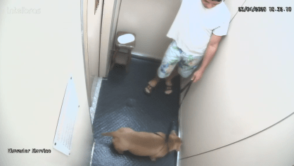 Polícia Civil do Rio de Janeiro indiciou um homem de 47 anos, identificado como Thiago Mattos Rocha, por maus-tratos a animais com resultado morte após concluir que ele foi o responsável por afogar o próprio cachorro na praia de Copacabana, na Zona Sul da capital fluminense.