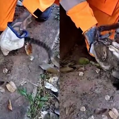 Filhote de mico é resgatado após levar choque em fiação na Grande BH