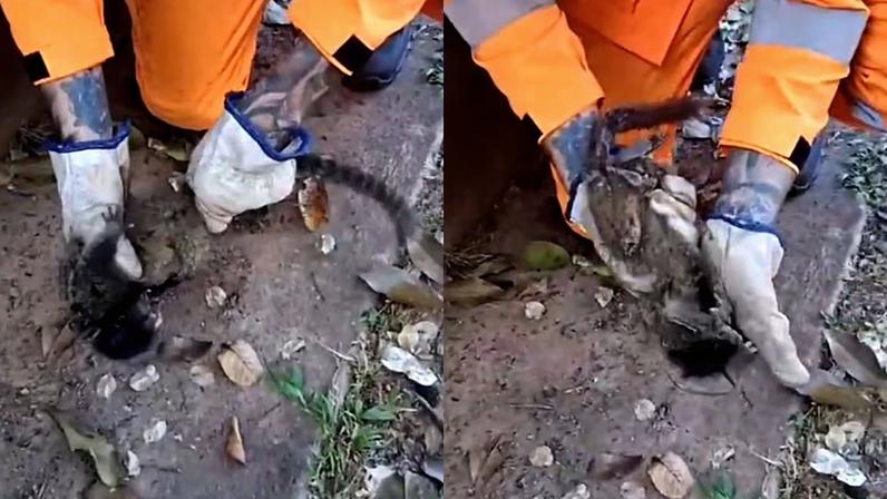 Animal foi levado para atendimento veterinário