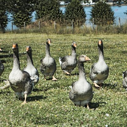 Brasil proíbe produção e venda de foie gras