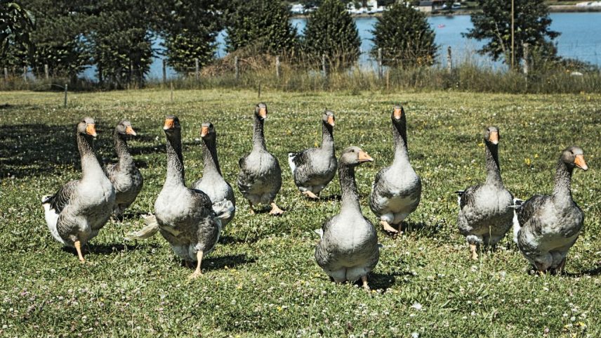 Brasil proíbe produção e venda de foie gras