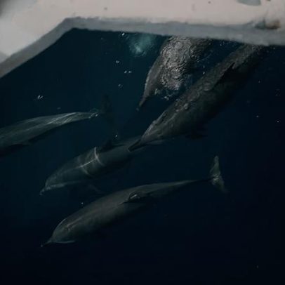 Novo estudo aponta fator que leva golfinhos a perseguir barcos de pesca