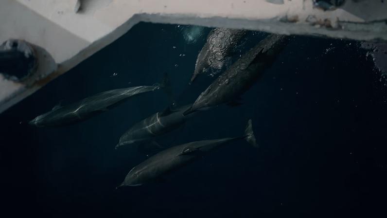 Falta de presas pode ser fator crucial para golfinhos nariz-de-garrafa perseguirem barcos de pesca
