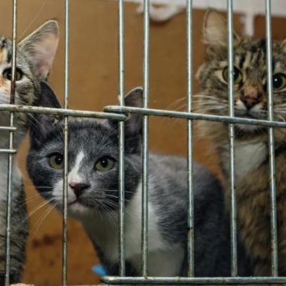 Vídeos de tortura de animais nas redes sociais aumentam no Brasil