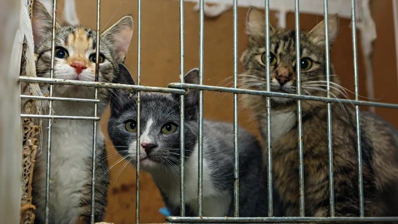 VÍTIMAS - Gatos estão entre as espécies que sofrem nas mãos da máfia do “animal crush”: crueldade que dá lucro e likes