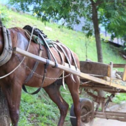Justiça pede retirada definitiva de veículos de tração animal em BH